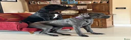 Great Dane dogs for sale: Pedigree Great Dane puppies for sale Shropshire - Advert 2
