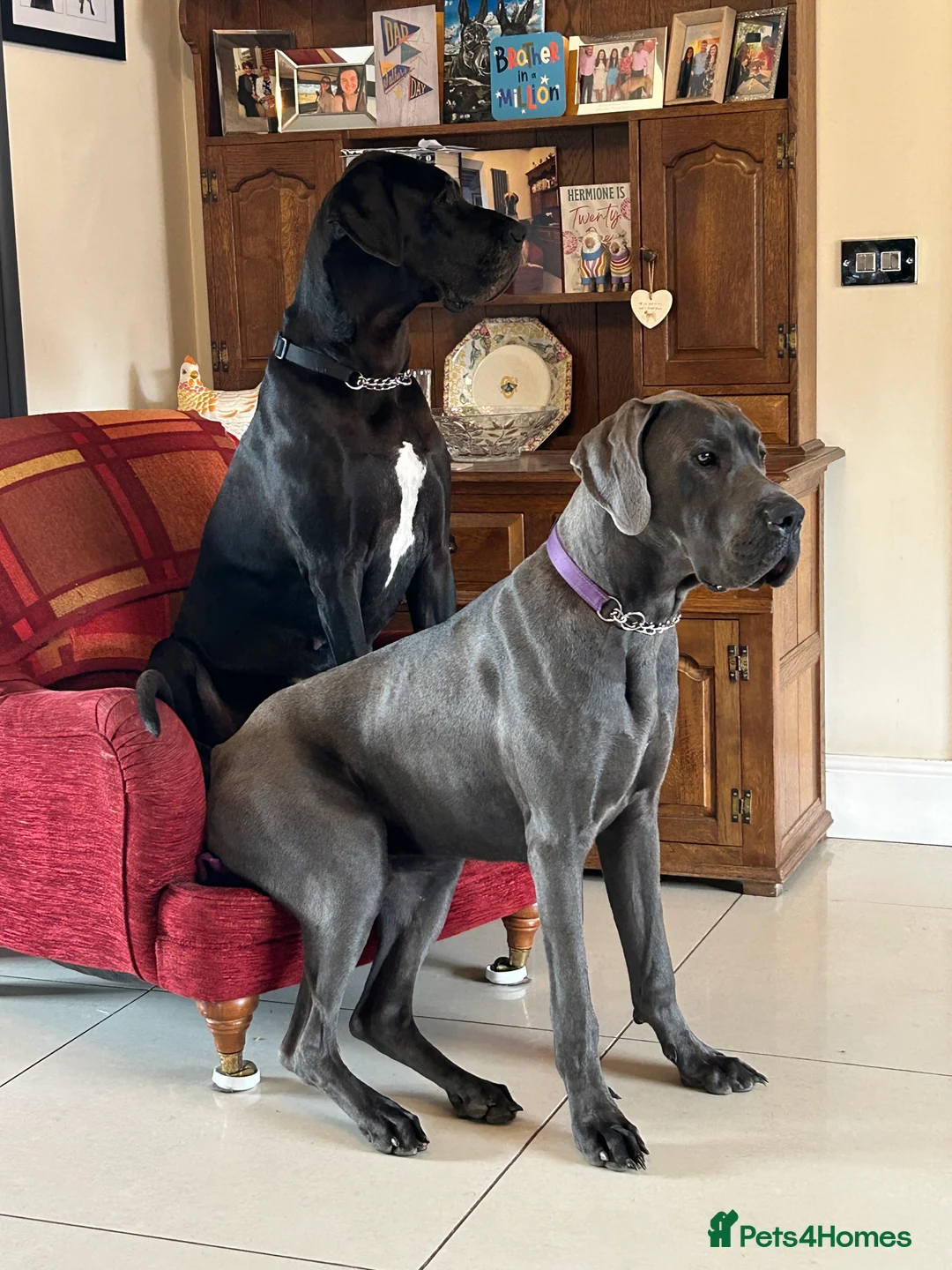Great Dane dogs for sale: Pedigree Great Dane puppies for sale Shropshire - Advert 2
