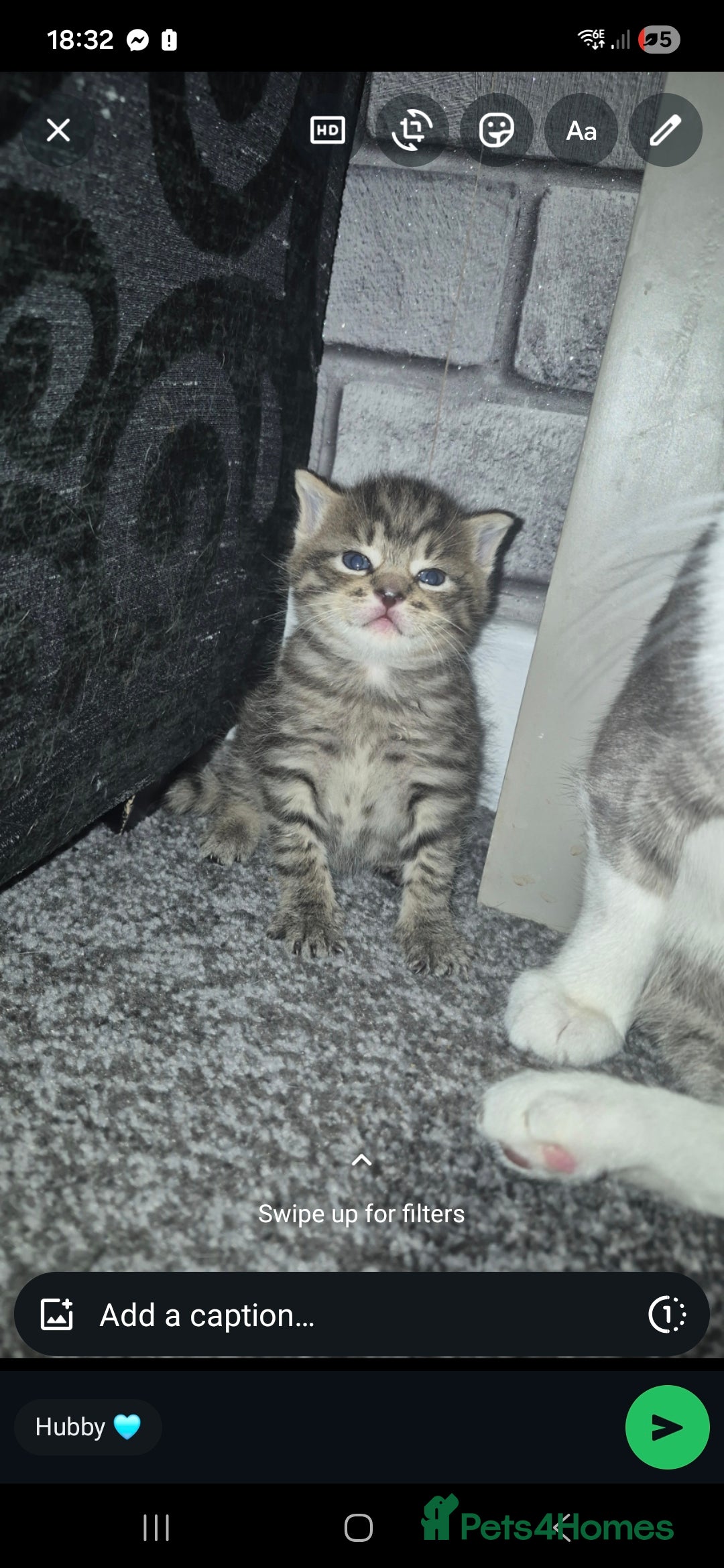 Mixed Breed cats for sale: 2 beautiful kittens  - Advert 7