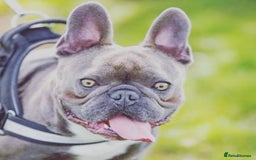 French Bulldog dogs for stud: Blue frenchie stud in Dunfermline - Image 3