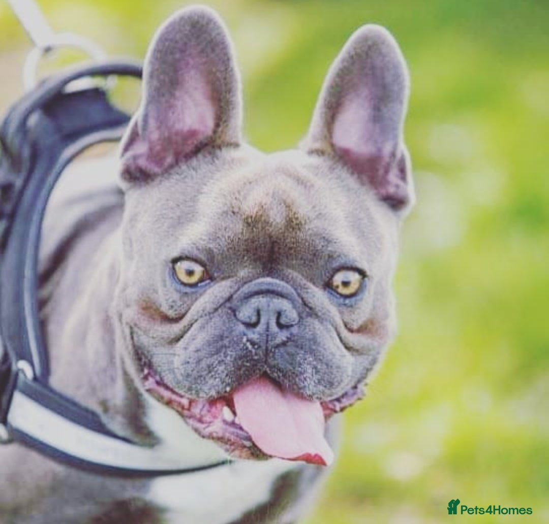 French Bulldog dogs for stud: Blue frenchie stud in Dunfermline - Image 3