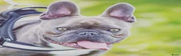 French Bulldog dogs for stud: Blue frenchie stud in Dunfermline - Advert 3