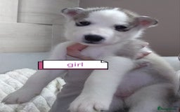Siberian Husky dogs for sale: Siberian huskys READY NOW 1 boy 1 girl. - Image 8