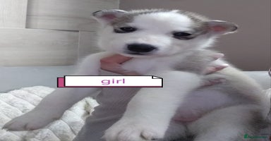 Siberian Husky dogs - Advert 9