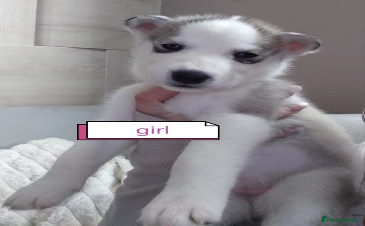 Siberian Husky dogs - Advert 1