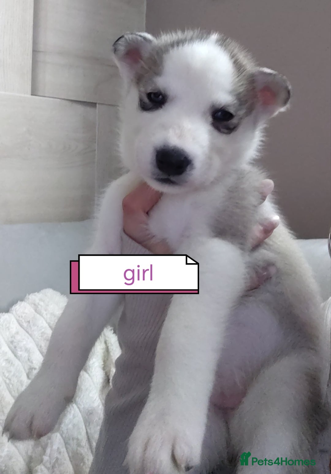 Siberian Husky dogs for sale: Siberian huskys READY NOW 1 boy 1 girl. - Image 8