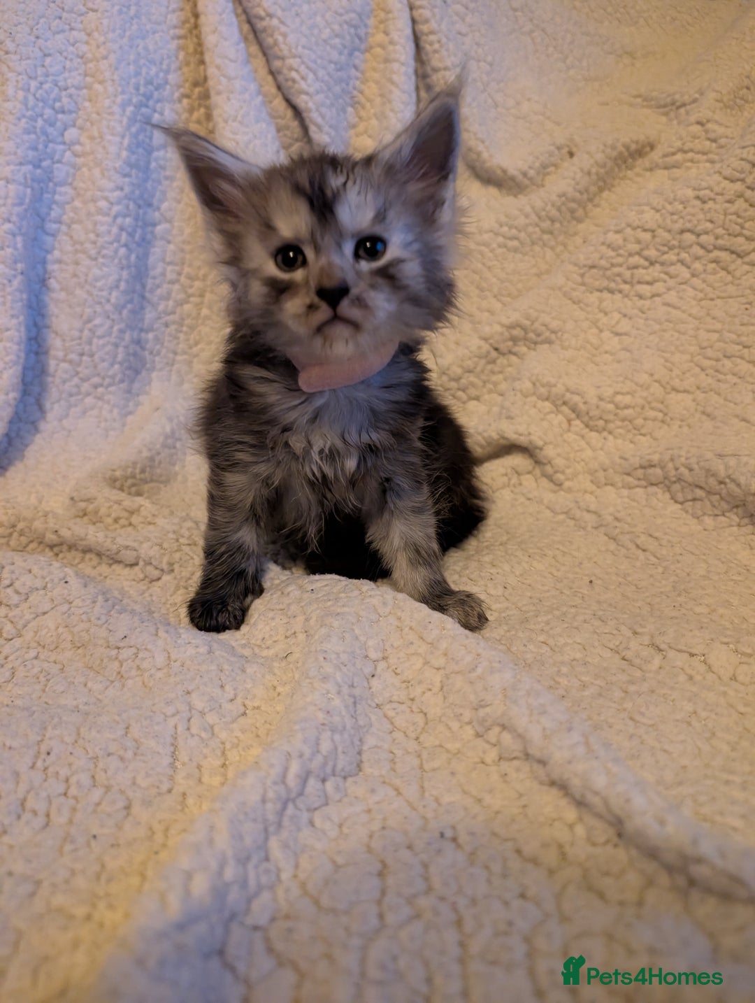 Maine Coon cats for sale: 6 Beautiful main coon kittens - Advert 26