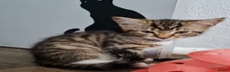 Mixed Breed cats for sale: Kittens - Advert 6
