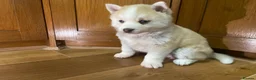 Pomsky dogs for sale: Stunning Blue Eyed F4 Pomsky Puppies in Widnes - Advert 10