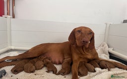 Hungarian Vizsla dogs for sale: Vizslas Devon KC Puppies - Image 2