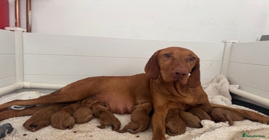 Hungarian Vizsla dogs - Advert 3