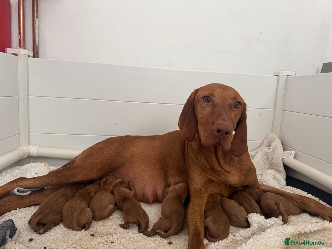 Hungarian Vizsla dogs for sale: Vizslas Devon KC Puppies - Image 2