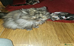 Mixed Breed cats for sale: Quarter persian fluffy kittens for sale - Image 13