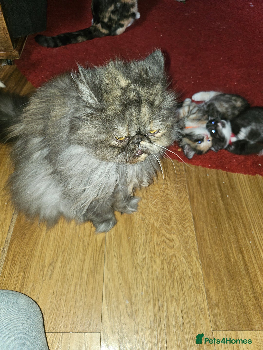 Mixed Breed cats for sale: Quarter persian fluffy kittens for sale - Image 13