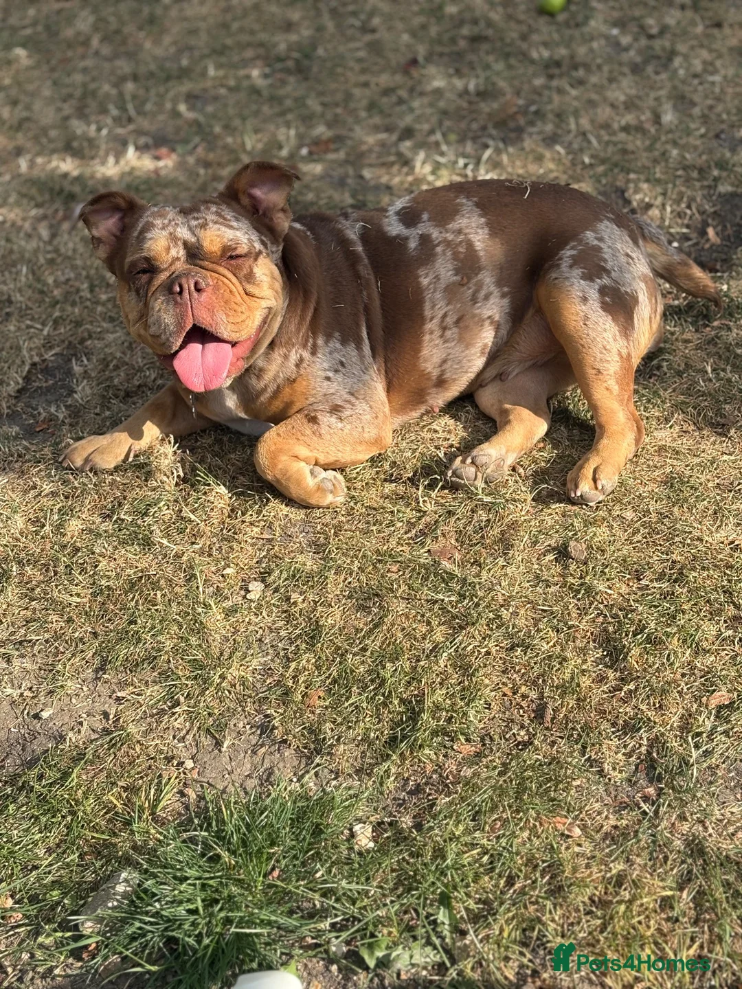 Olde English Bulldogge dogs for sale: Special home for beautiful bulldog - Advert 2