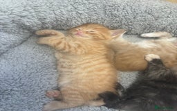 American Shorthair cats for sale: American short hair kittens  - Image 9