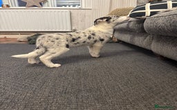 Border Collie dogs for sale: Kennel Club Border Collie Puppies For Sale - Image 35