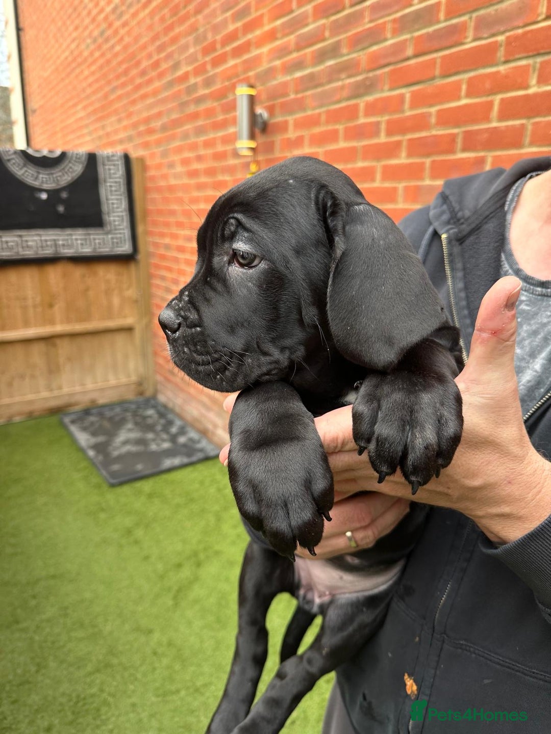 Cane Corso dogs for sale: Best Champion bloodline Puppy - Advert 3