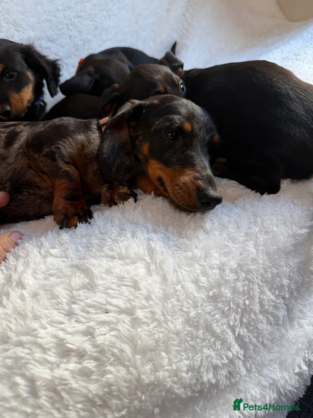 Miniature Dachshund dogs for sale: Beautiful Miniature Dachshund puppies for sale - Advert 19