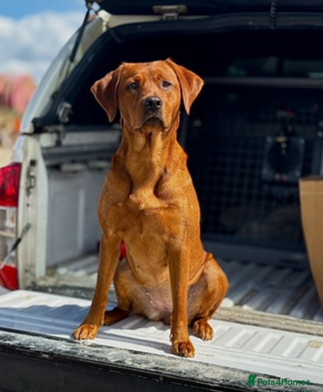 Labrador Retriever dogs for sale: KC Reg Fox Red Labrador Puppies Health Tested - Advert 7