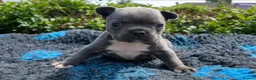 French Bulldog dogs for sale: KC French Bulldog - One Left Chocolate - Advert 27