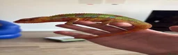 Chameleon reptiles for sale: Panther Chameleon and set up - Advert 2
