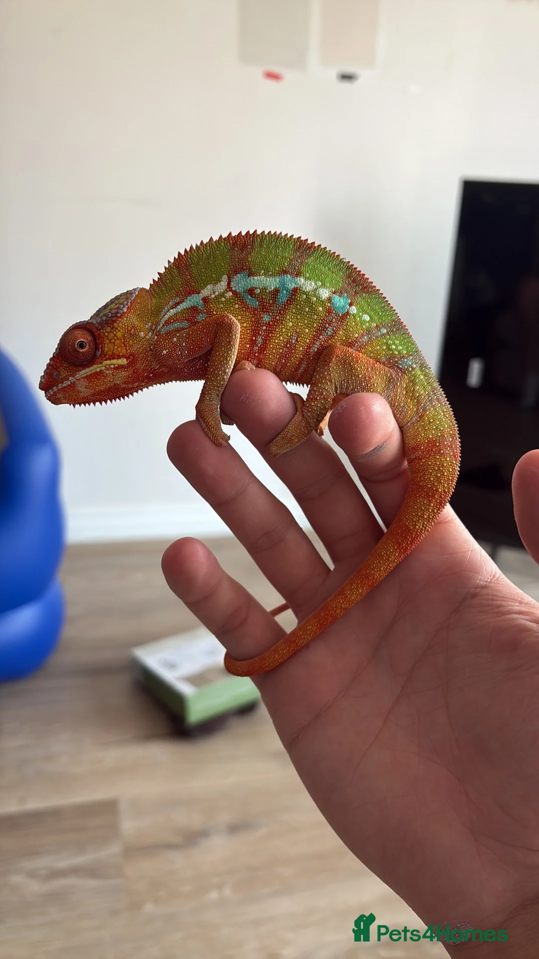 Chameleon reptiles for sale: Panther Chameleon and set up - Advert 2