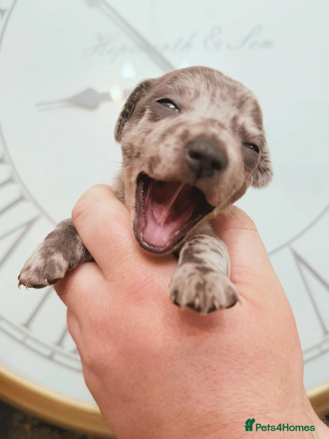 Chiweenie dogs for sale: 3 beautiful baby Chiweenie girls ready early March - Advert 9