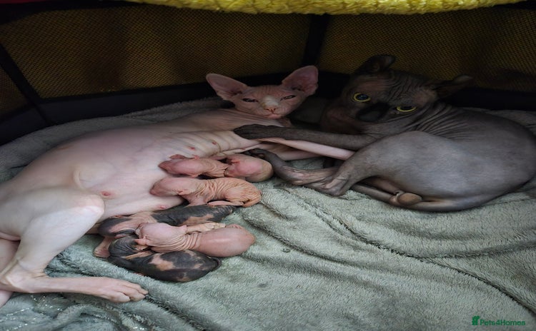 Sphynx cats - Advert 2