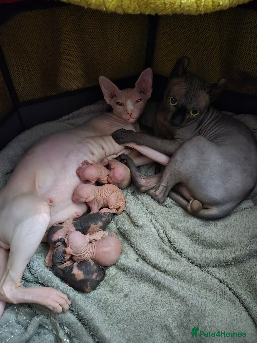 Sphynx cats for sale: Sphynx kittens - Image 1