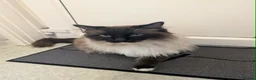 Ragdoll cats for sale: Big Ragdol male  - Advert 6