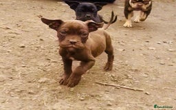 Mixed Breed dogs for sale: Reduce and ready to leave staff x bulldog 3 males - Image 9