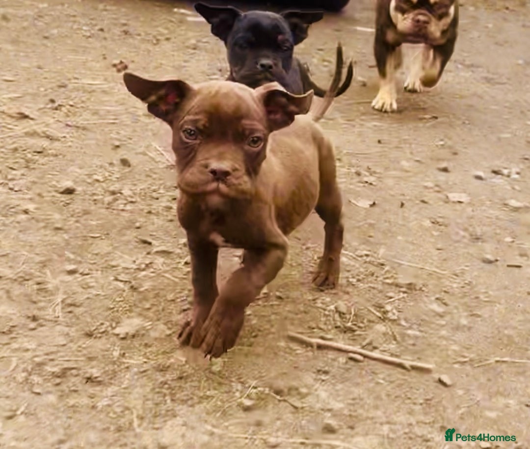 Mixed Breed dogs for sale: Reduce and ready to leave staff x bulldog 3 males - Image 9