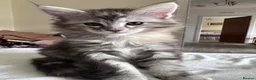 Maine Coon cats for stud: Main Coon STUD ONLY Classic Tabby - Advert 10