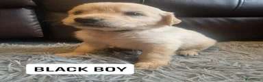 BLACK COLLAR BOY 