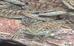 Bearded Dragon reptiles for sale: Bearded dragon babies available now  - Image 11