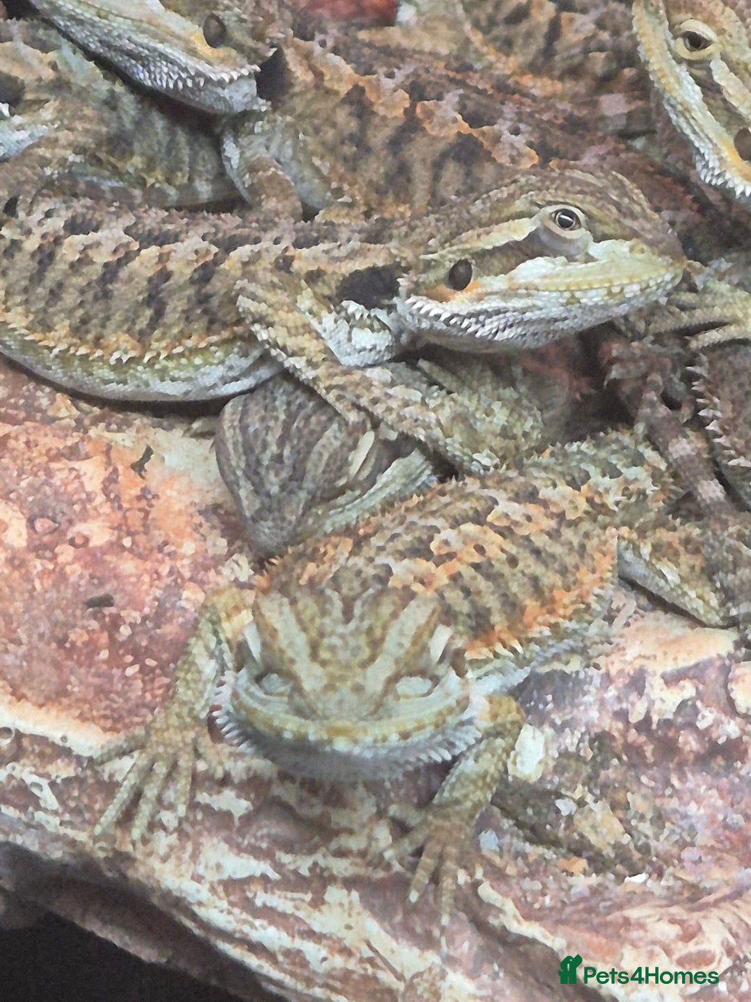 Bearded Dragon reptiles for sale: Bearded dragon babies available now  - Image 11