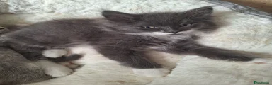Siberian 2