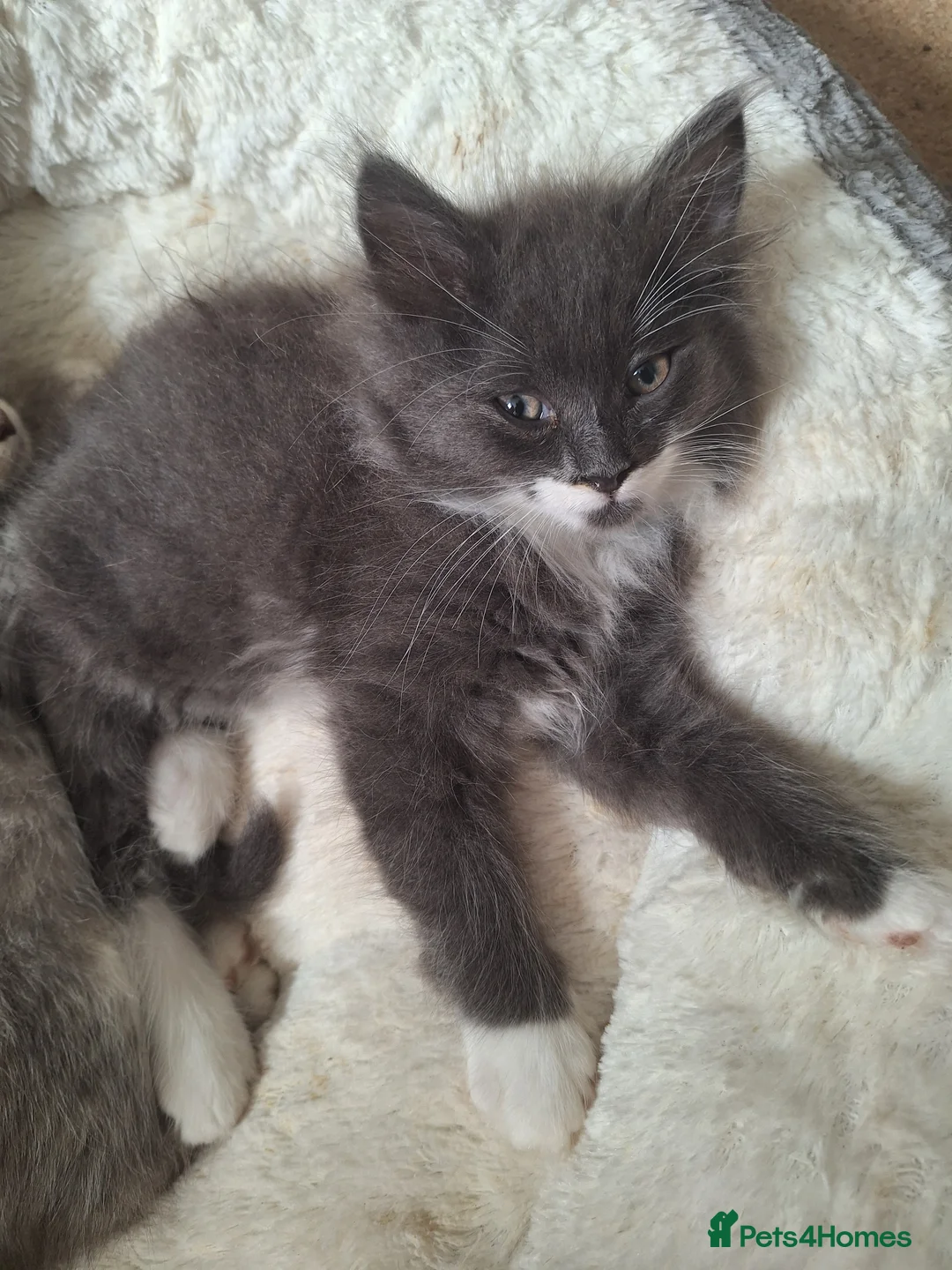 Siberian cats for sale: Purebred GCCF Registered Siberian kittens - Advert 2