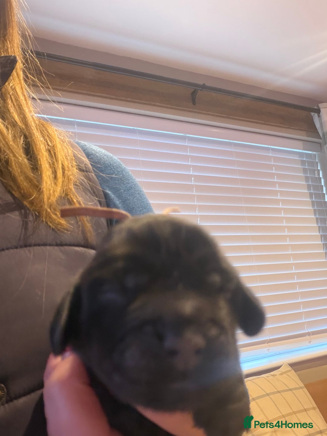 Cocker Spaniel dogs for sale: KC Registered Show Cocker puppies  - Advert 10