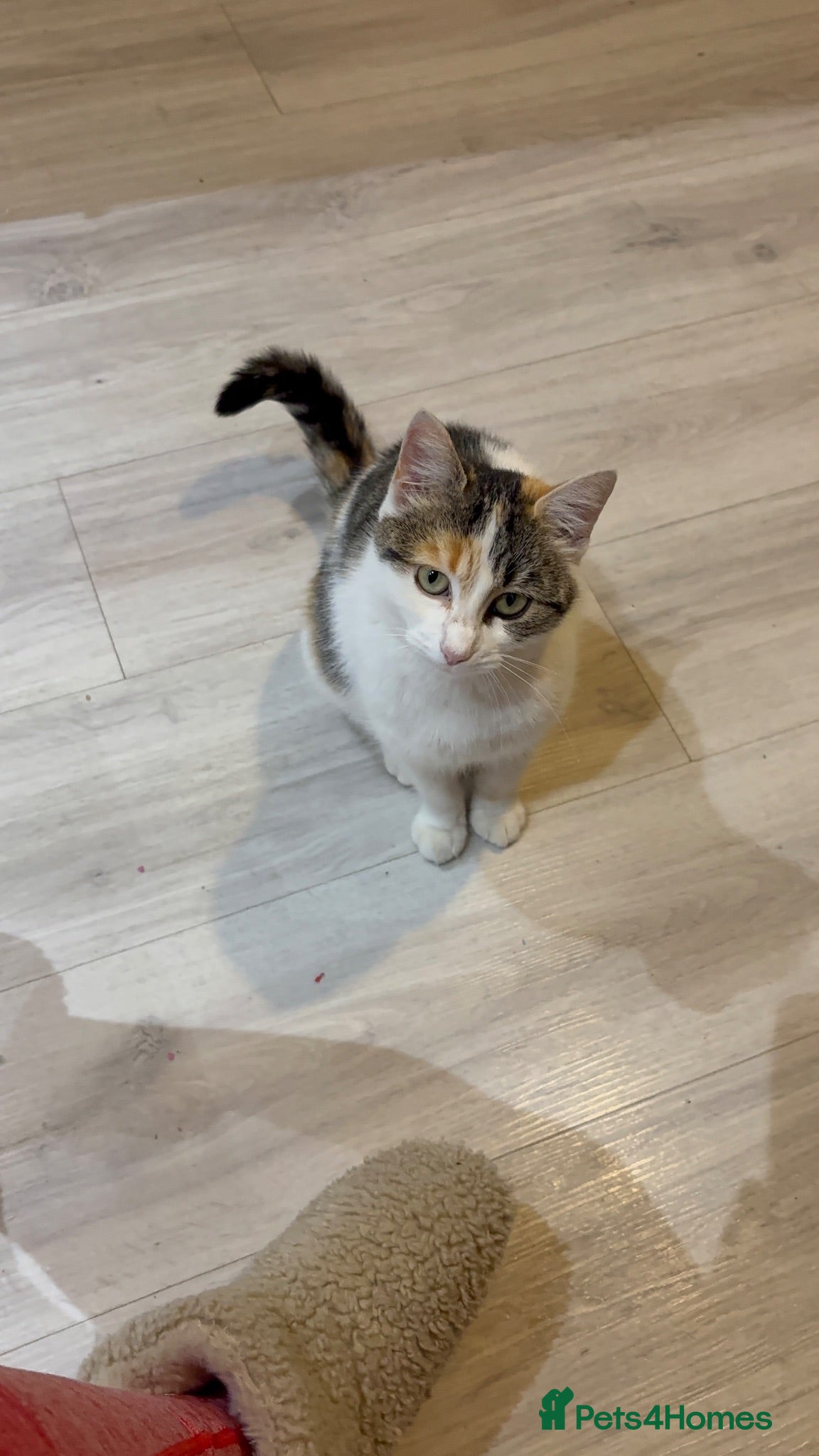 Mixed Breed cats 3 male 3 female cute kittens - Advert 4
