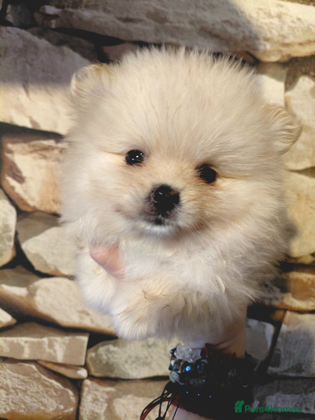 Pomeranian dogs for sale: Pomeranian puppies  - Advert 16