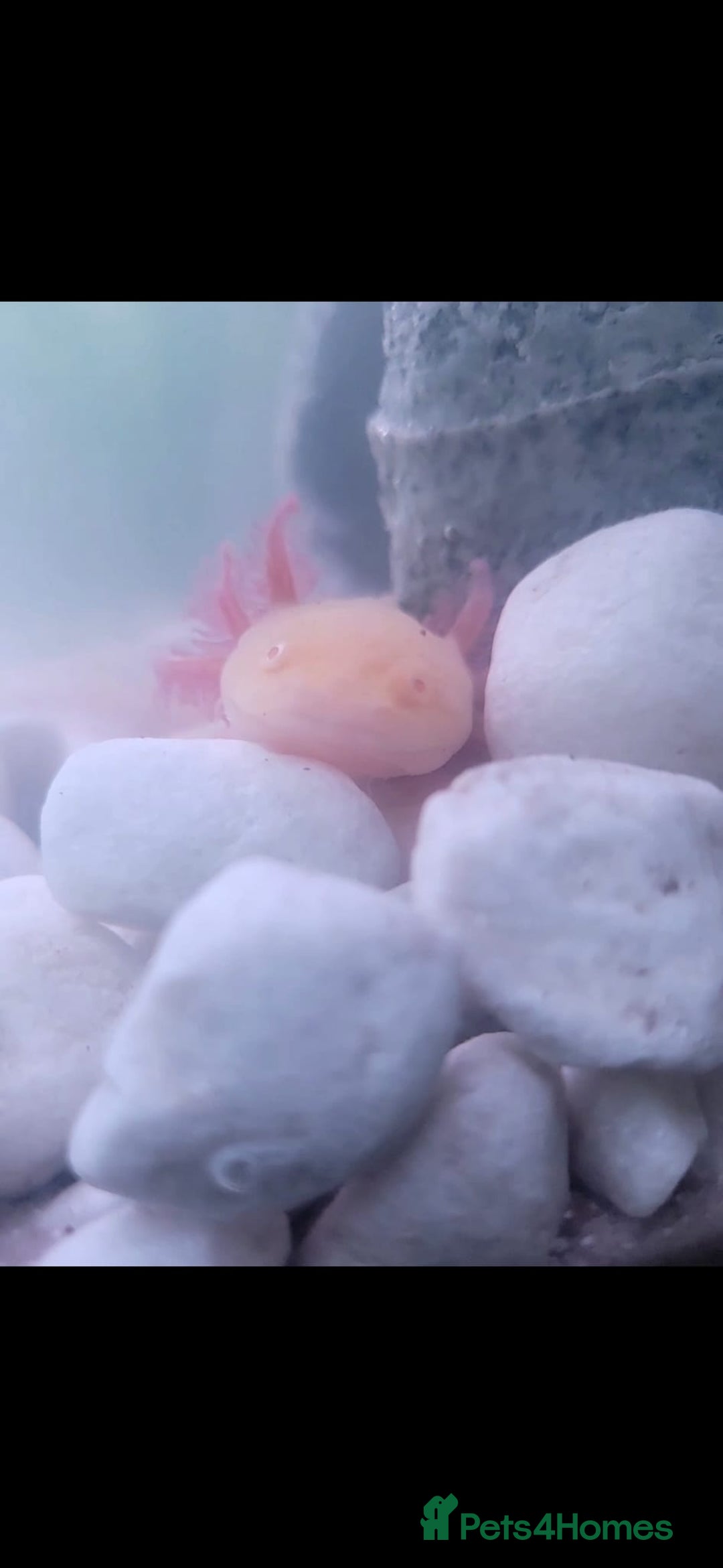 Axolotl reptiles for sale: Two axolotls  - Image 2