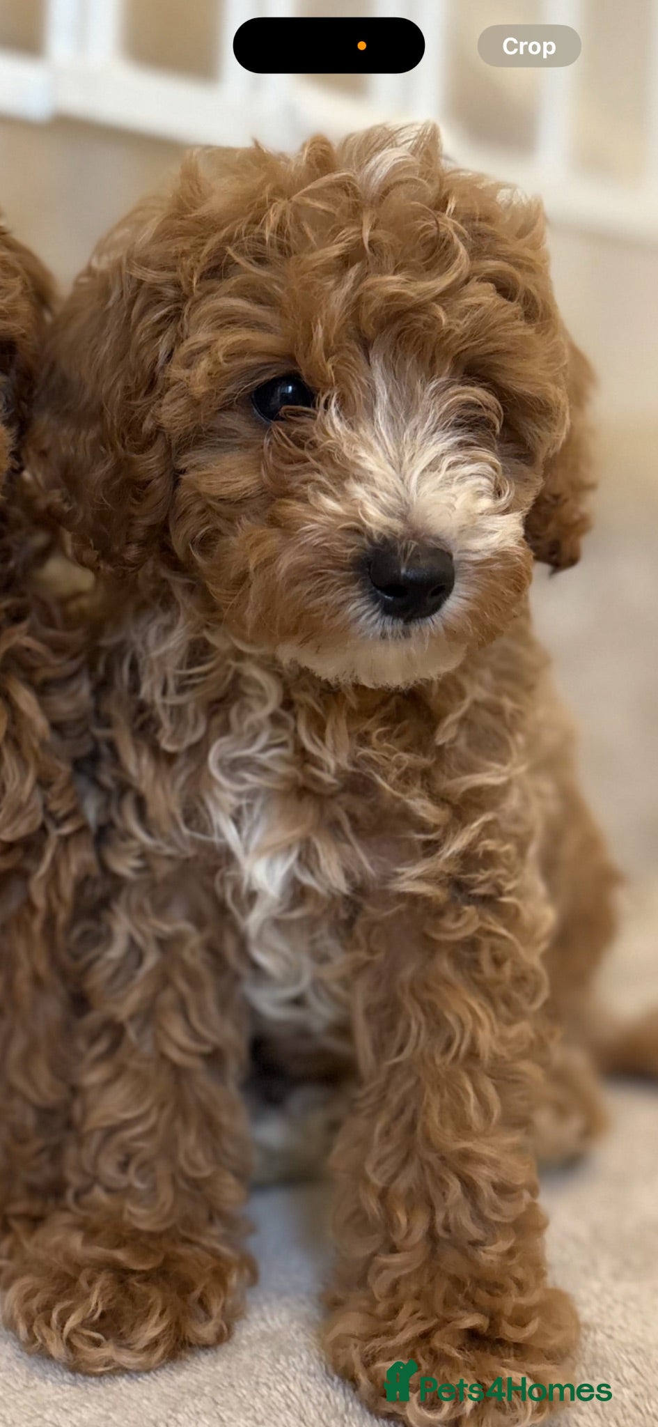 Cavapoo dogs Beautiful litter,extensively health tested parents - Advert 1