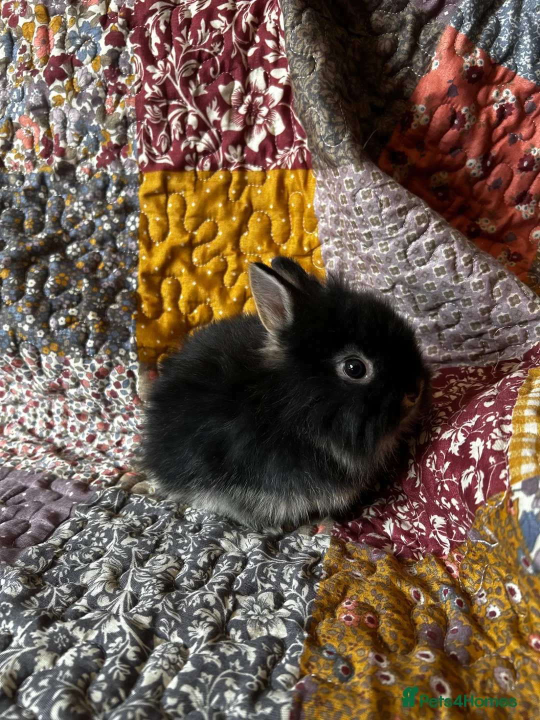Mixed Breed rabbits for sale: Lionhead x Netherland Dwarf baby rabbits in Liverpool - Advert 2