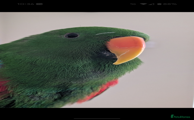 Parrots birds - Advert 1