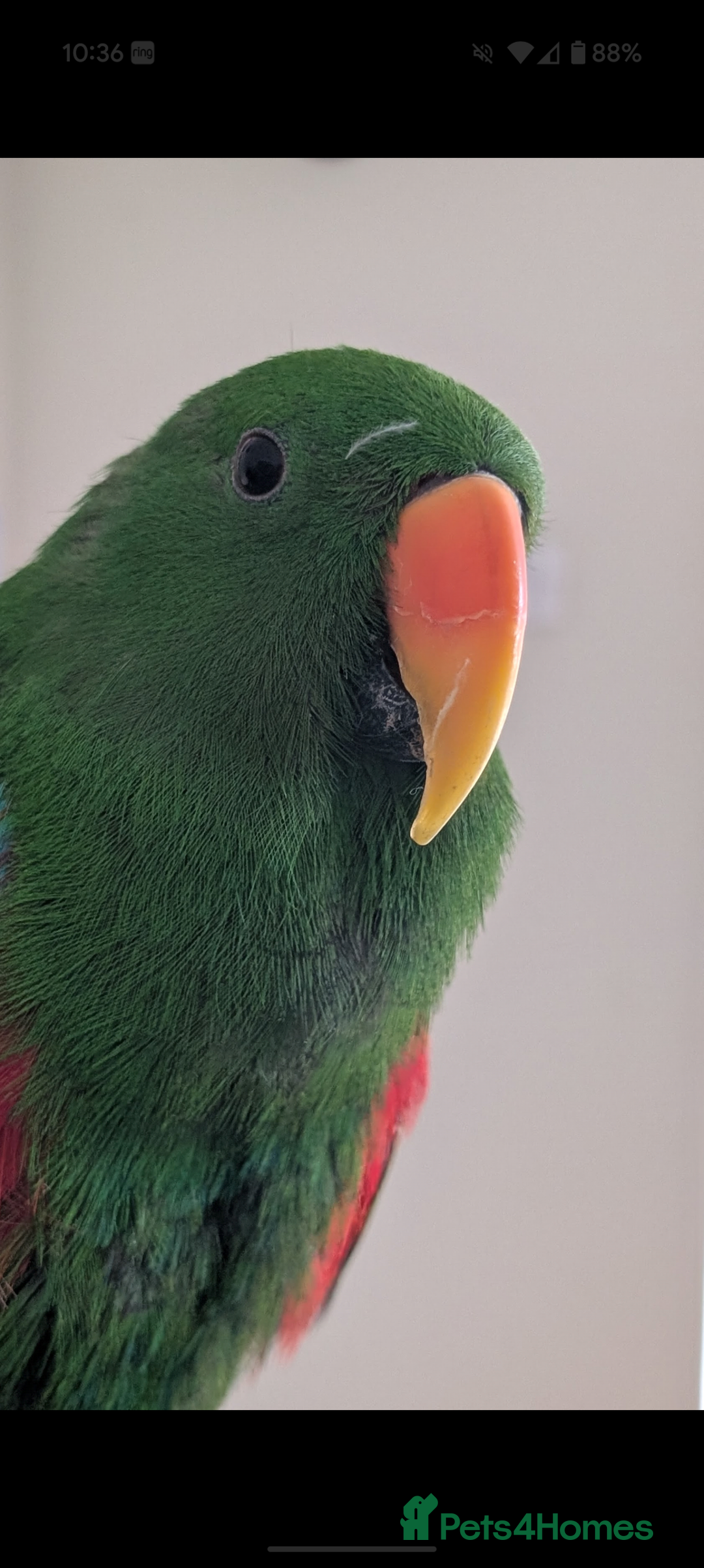 Parrots birds for sale: Male Eclectus  - Image 1