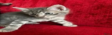 Kitten 2