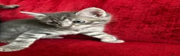 Mixed Breed cats for sale: 2 beautiful tabby kittens - Advert 2