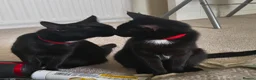 Domestic Shorthair cats for sale: Bonded pair of indoor girl cats - together only - Advert 6